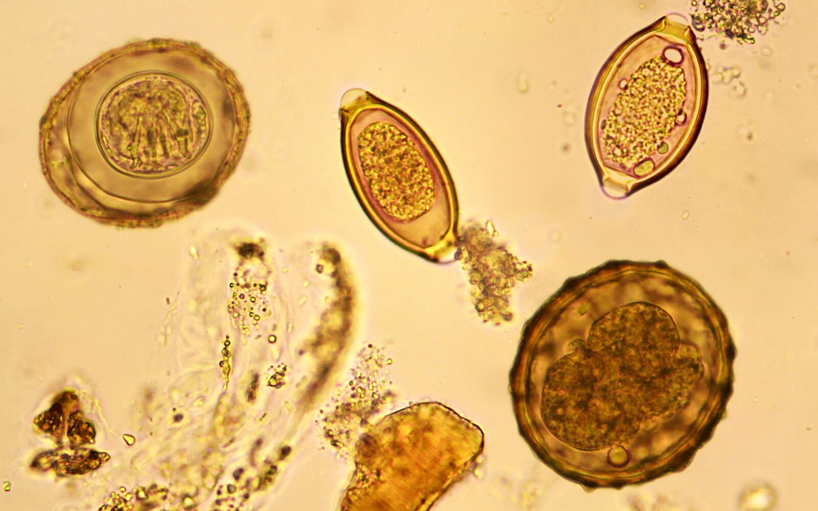 Parasitologia